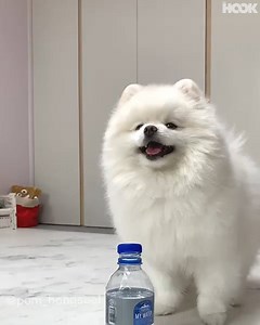 Just a talented dog doing the bottle cap challenge...🐶😂 | The Hook