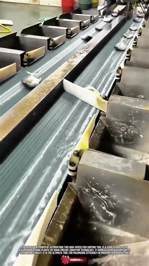 Automated Fish Sorting Tool Makes Seafood Processing Faster