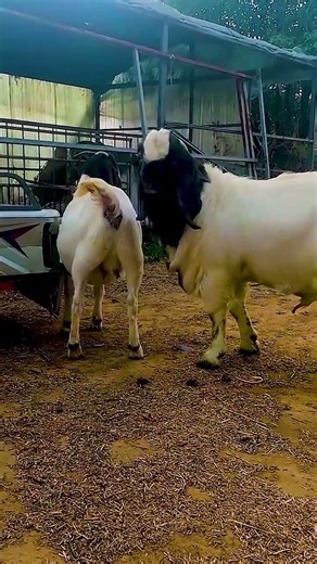 The backup boys are starting to go into battle 2528