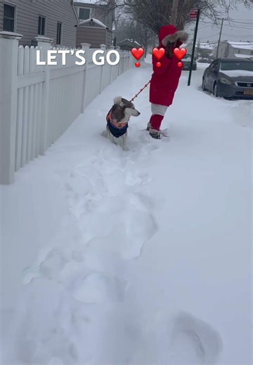 He loved his walk in the snow ❤️@my funny red Siberian Husky ❣️❣️❣️