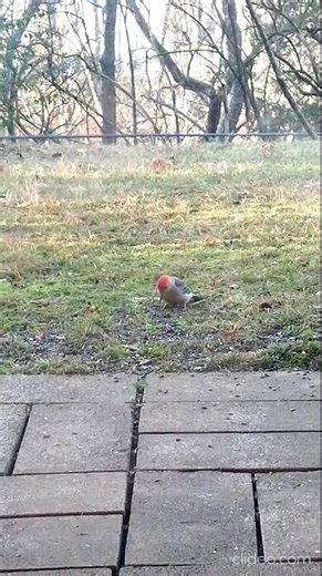 Insects bring a Red-bellied Woodpecker searching on the ground. Nashville Tennessee USA 🎶