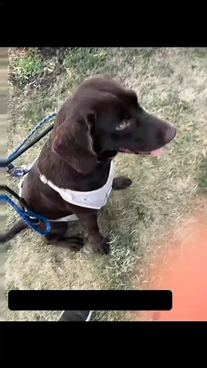 Decker recherche toujours sa famille Decker still looking for his family Rencontre demain samedi de midi a q4 hres Meet him tmr saturday noon to 2 pm | Refuge Magoo