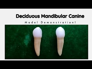 Deciduous Mandibular Canine | Oral Anatomy