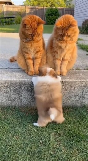 When your teachers are cats and you’re the only puppy in class 😂🐱🐱🐶 They’re so serious… and the puppy is just trying his best 😭🤣 This “class” is way too funny! 📚✨ #funnyanimals #catsanddogs #puppy #pets #cuteanimals | Daily Animal Moments