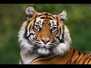 Tigers: The Coolest Cats on the Planet! 🐅