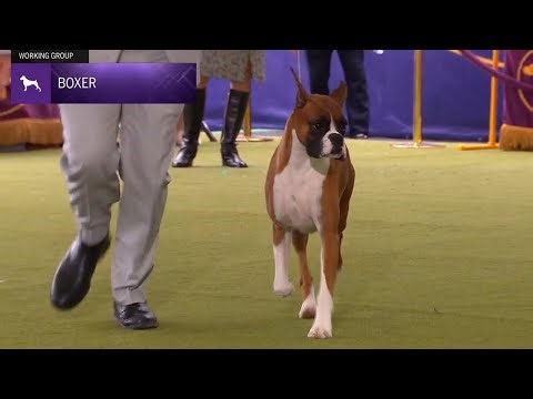 Boxers | Breed Judging 2024