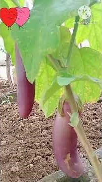 Daming bunga ng mga gulayan ko.##Short video