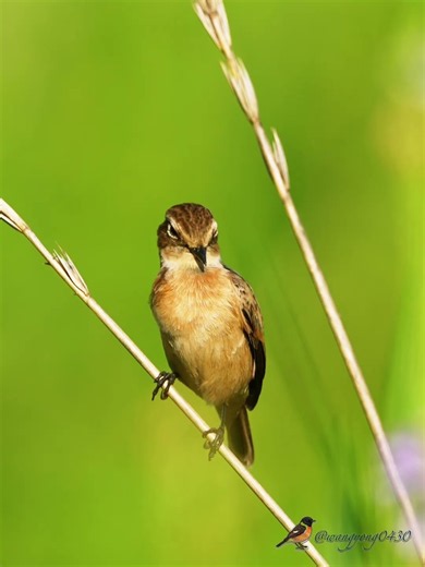 黑喉石䳭 Siberian Stonechat #birds #birdingparadise #wildlife #nature #birdphotography #birdwatching