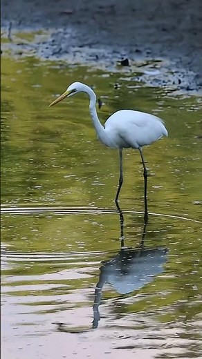 Great egret sounds #wildlife #birdsounds #birds #nature #birdingparadise #birdsoftheworld