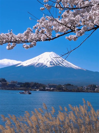 日本が誇る美しい富士山 🌸🗻 The Beauty of Mt. Fuji #japan #富士山 #fuji #sakura | Mt Fuji Japan