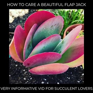 This is a very informative video about how to care a Flab Jacks, which are so cool looking with their red edges providing a splash of color to our boring green gardens 😍 Hope you enjoy! | Succulent Journal
