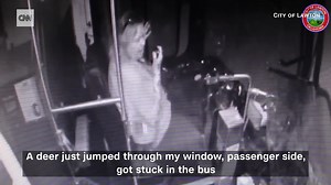 This bus driver had quite the surprise when a deer crashed through the front window of the vehicle https://cnn.it/3zhwnRv | CNN International