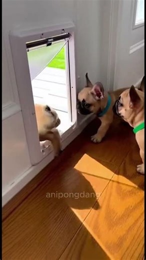 Bulldog Conga Line Fail: 4 Frenchie Babies Tumble Out Laughing