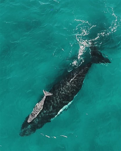 17K views · 330 reactions | Whale, isn't that just adorable!  A Queensland photographer has captured a beautiful bonding moment between a mother whale and her calf near Snapper Rocks today. #9News : @curto.howard | 9 News Gold Coast | Facebook