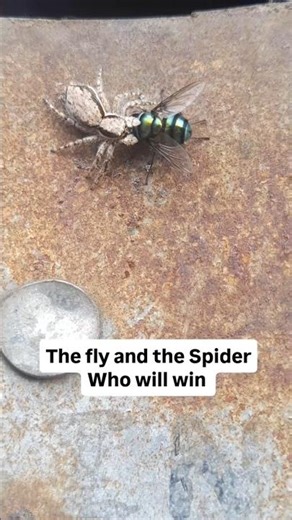 Spider vs fly #spider #fly