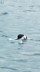 2.3K views | Gull Bird Trying to Escape from Weasel Attack | Beautiful Animals | Facebook