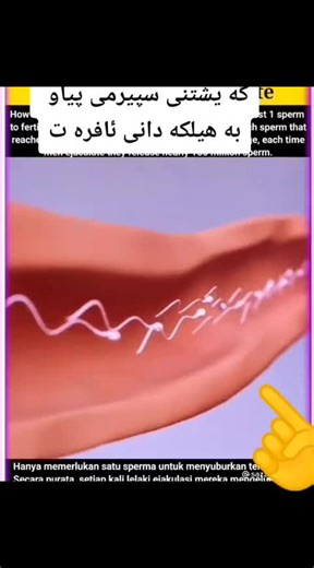 Understanding Human Sperm Cell Movement in Detail