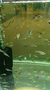 Endler's Guppy Male and female | Golden FISH Store