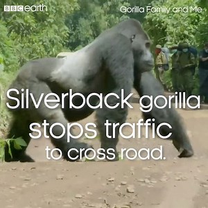 17M views · 1.4K reactions | I'd stop too if this guy wanted to cross the road! 轢 #GorillaFamilyandMe | BBC Earth | Facebook