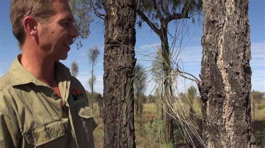 Catch and cook | What can you eat in the Australian bush