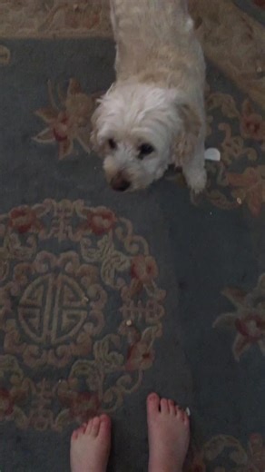 #training #trainer #teacher #youcanteachanolddognewtricks #dog #spin #cockapoo #cockapoosoftiktok This is a very easy trick for your dog to learn!