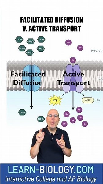 Is it Facilitated Diffusion or Active Transport? #apbiology #cellstructureandfunction #cellmembrane