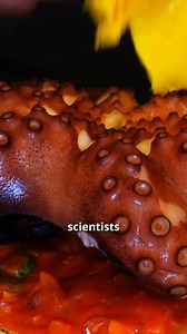 An incredible creature, the octopus, ventures onto land to hunt in tidal pools with its three hearts, blue blood, and unique problem-solving skills. Explore the mystery of this sea dweller. #SeaCreature #OctopusHunt #MarineLife #Nature #Cooking | Fire Up, Bro