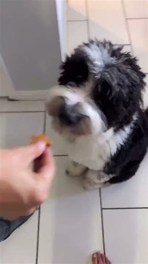 Day 20 of the puppy Snack advent calendar! #aussiedoodle #adventcalendar #aussiedoodlepuppy