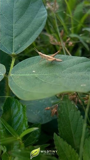 Nature’s Tiny Jumper Caught on Camera 📹🍃
