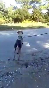 6K views · 297 reactions | We couldn't wait to share this Pickles...