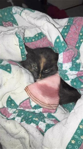 CAN ANYONE HELP AN INJURED KITTEN? Found stray with an open wound along spine. Finders say it was full of maggots. Most have reportedly fell out, but rest will need cleaned out. Located in Glenwood, WV. Comment below if you can help 👇 | PigPig Of St. Albans