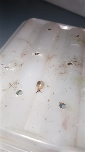 Voorgestelde accounts