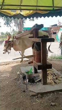sugarcane juice manually, karumbu saaru, karumbu #sugarcane juice