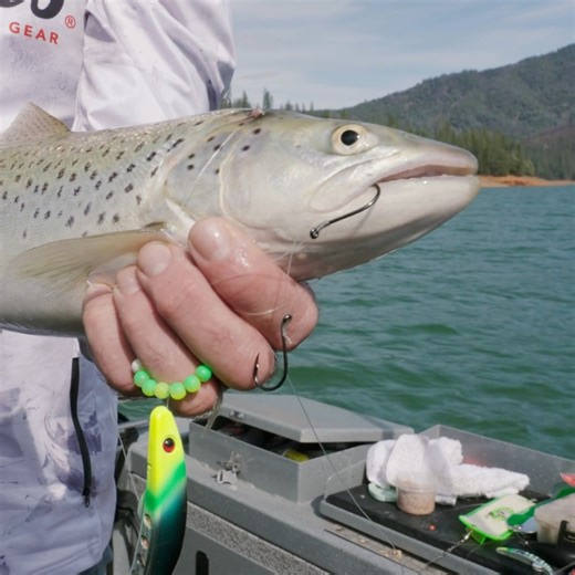 Shasta Lake Browns with Brad’s Killer Fishing Gear! | Addicted Fishing