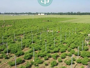 滑县：金银花开致富路#金银花 #滑县