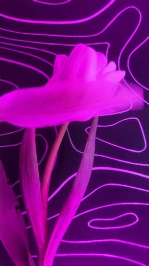 Hypnotic Tulips in Neon Light ASMR