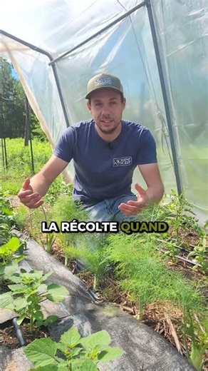 Our BEST TIP for GROUND CHERRIES