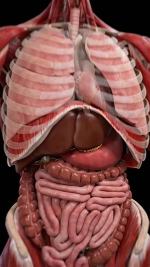 Human Chest & Abdomen Explained in 3D | Medical Video