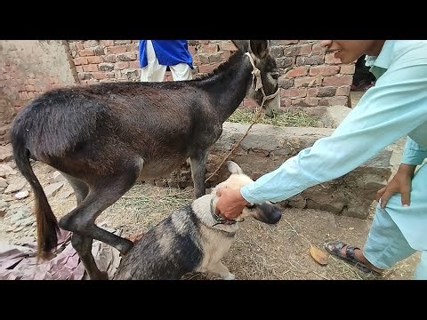 Funny & Adorable Donkey Moments 🫏 | Cute Donkey Vlog 2025