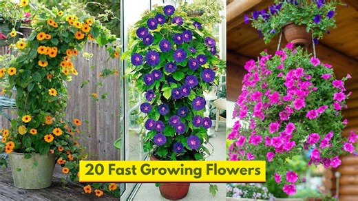 How to grow 20 fast growing flowers with minimal effort