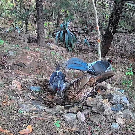Beautiful Nature #himalayanwildlife