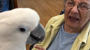 Cockatoo is obsessed with grandma We interviewed instagram.com/christhecockatoo for this video produced exclusively by GeoBeats. | GeoBeats Animals