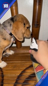 Consider her paw-nished 😅 | Daily Mail Video