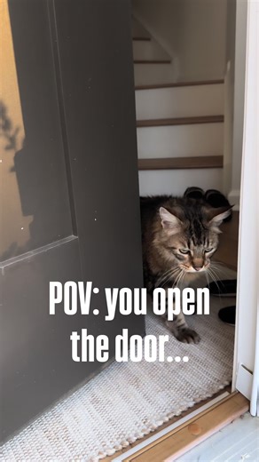 You open the door… and she’s already there. Does your cat wait for you like this? #c#catsoftiktokc#catbehaviorc#catlifep#petloverscatmoments