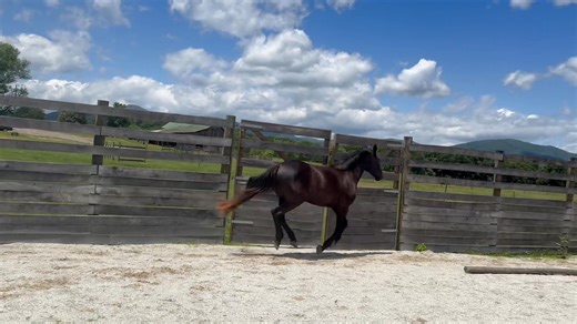 Taproot Raven’s Gift | Taproot Stud | Facebook