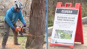Timber!: Russian olive tree removal project underway at Kathryn Albertson Park