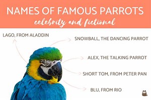 Names of Famous Parrots - Celebrity and Fictional Parrot Names!