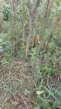 Menelusuri Spote Extrim ‼️ #fishing #fishingadventure #shortvideo