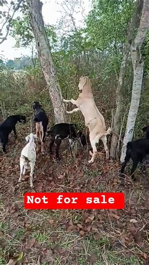 Assam goat farming #black bengal goat farm #goat farm in Assam #goat #animals #farming #cross breed