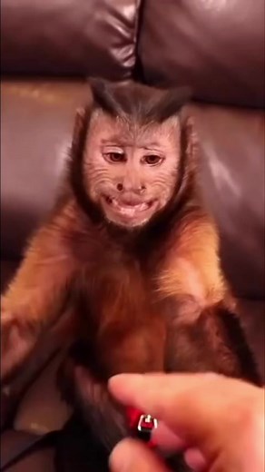 Monkey tickles and relax time #monkey #fun #cute #relax #pets | MonkeyBoo